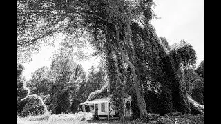 Landscape Photography: Abandoned Store Being Swallowed by Kudzu Vines