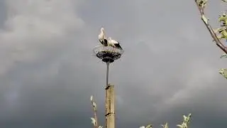 Наша беседка, полисадник, курятник и.........