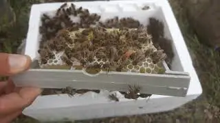 Ana arı kutusunda ana arı kalitesi