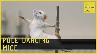 Pole-Dancing Taxidermy Mice