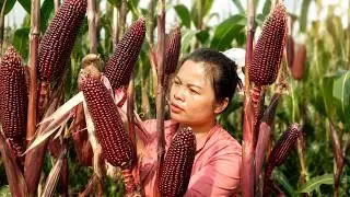 100 purple corn cobs, I cook the best dishes in the mountains, Wilderness Alone