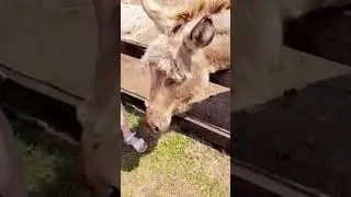 Зоопарк Великолепный Страус. Республика Башкортостан 27.06.21 #семейныйканалнаютуб