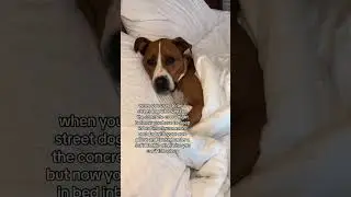 Street Dog to Spoiled Dog