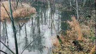Охота на бобра, испытания приманок.