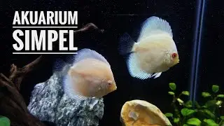 AKURIUM DISCUS SIMPEL SEDERHANA FILTER BELAKANG