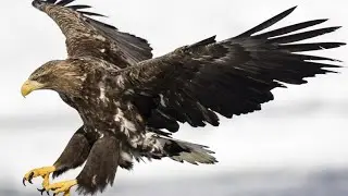 Even Eagles Are Afraid of This Deadly Bird