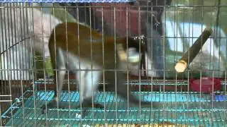 Обезьяна в зоопарке