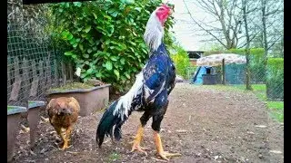 Pure shamo rooster with breeder hens
