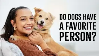 How Do Dogs Choose Their Favorite Person?
