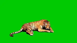 Tiger Green Screen free video Free download