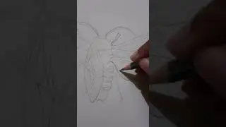 Cockroach 🪳  drawing #neet #shorts #zoology #class11