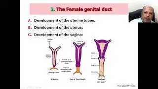 07 Development and Anomalies of the Genital System
