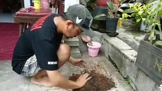 Media Untuk Menanam Aglonema