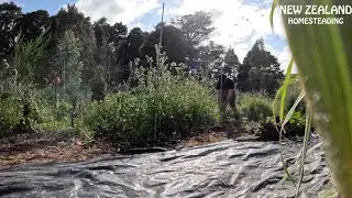 its time for a garden reset on our New Zealand Homestead (vlog)