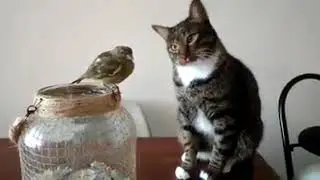 Кот и птичка