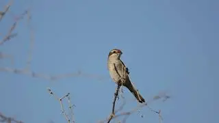 Red-backed Shrike - sound / Пение Обыкновенный жулан
