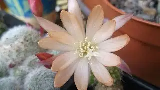My Rebutia heliosa x albiflora ' Sunrise' Cactus Plant in beautiful Bud & Bloom