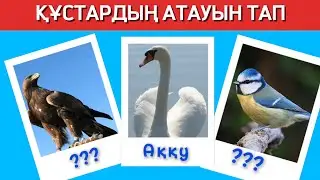 ҚҰС АТАУЫН ТАП.🦜🦢🦉🦅