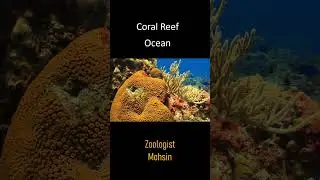 Coral Reef 