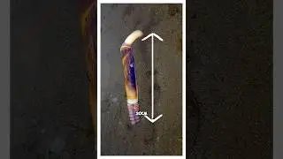 Узкий морской черенок длиной 20см