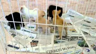 Chihuahua - Vendidos
