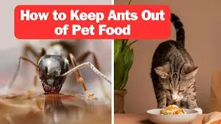 How to Keep Ants Out of Pet Food - ultimate guide: keeping ants out of your pet's food hassle