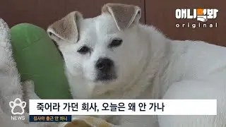 [단독] 출근 안하는 집사 걱정하는 견민들.. 오늘 어린이날인거 모르나ㅣSBS 발뉴스 (2023.05.05) | Paw News