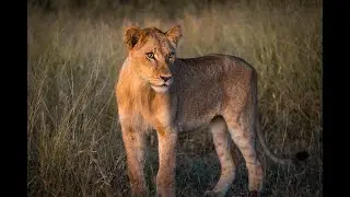 The Big Five || 1 minute Cinematic Wildlife Video South Africa