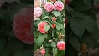 Чиппендейл🧡🧡🧡