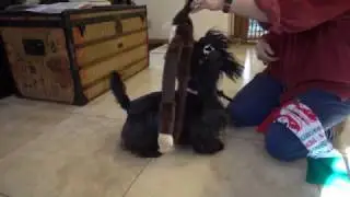 Christmas Dubstep: Dogs & Cats
