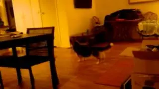 2012 1223 202035 MoreHamishAndRustyPlay