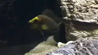 Altolamprologus compressiceps gold head Kasanga WF