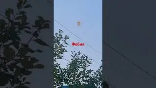 Ужас в ночи
