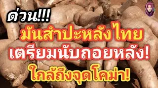 ด่วน!จีนไม่รับซื้อมันสำปะหลังไทย!เหลือไว้รับซื้อแค่3โรงงาน โคม่าแน่มันสำปะหลังปี68#ตอง8#มันสำปะหลัง