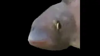 ethan get fuckt 10 mil tiem