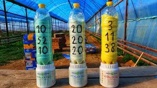 THE MOST ESSENTIAL three FERTILIZERS, three FORMULAS for GORGEOUS Petunias, flowers📌What is bette...