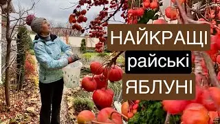 Чому садимо райські яблуні? Декоративні яблуні в саду.