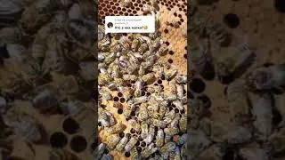 🐝🍯