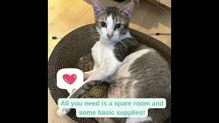 Help! Looking for Adult Fosterers!