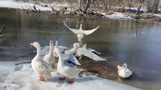 Первый выход гусей на речку