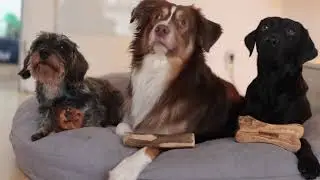 WOLTERS - Olivi Kauspielzeug für Hunde
