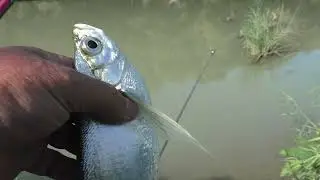 Караси клевали часто и ЧЕХОНЬ  на кукурузу.