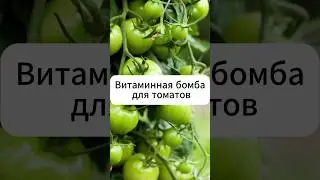 Витаминная бомба для томатов  #огород #дача #томаты #подкормка