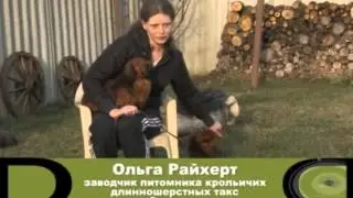 GoodDog. Длинношерстные таксы.