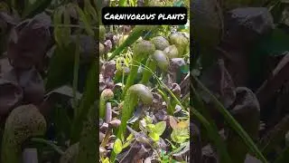 Carnivorous Plants