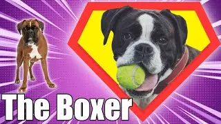 An Introduction To The Boxer Dog Breed