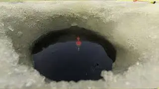 Бешенная рыбалка .Море поклёвок. Поплавок всплывает.2023.