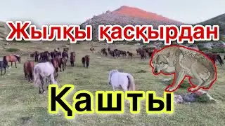 Жылқы Таудан қашты. Жылқының жыры.