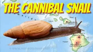 This Snail is Destroying Hawaii's Ecosystems