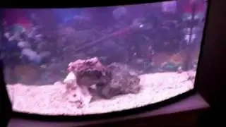 My new 46 gal bowfront saltwater tank